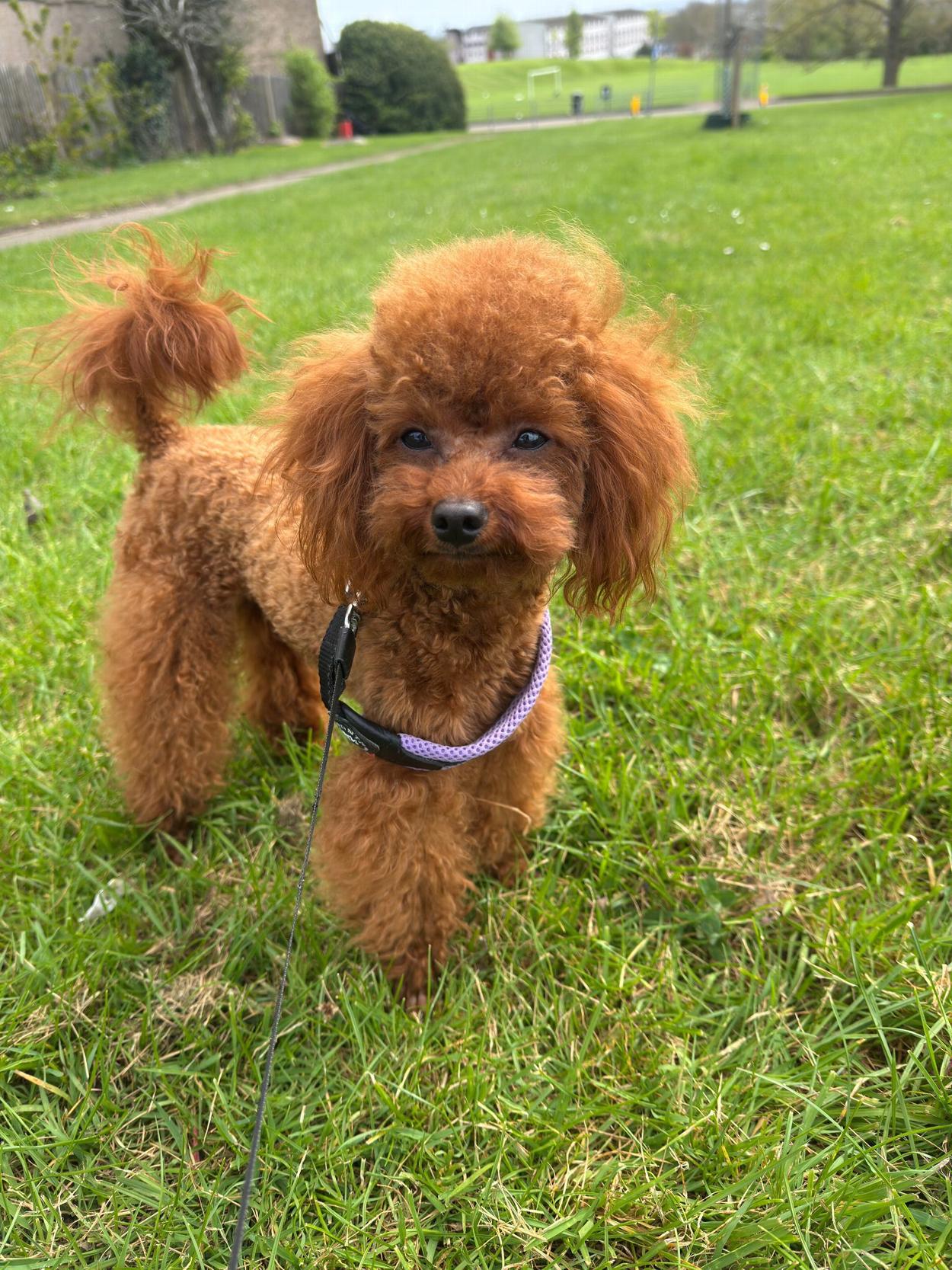 Toy Poodles breeder in UK and Greater Yarmouth