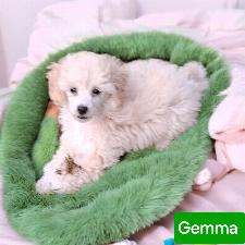Toy Poodles breeder in UK  and Greater Yarmouth